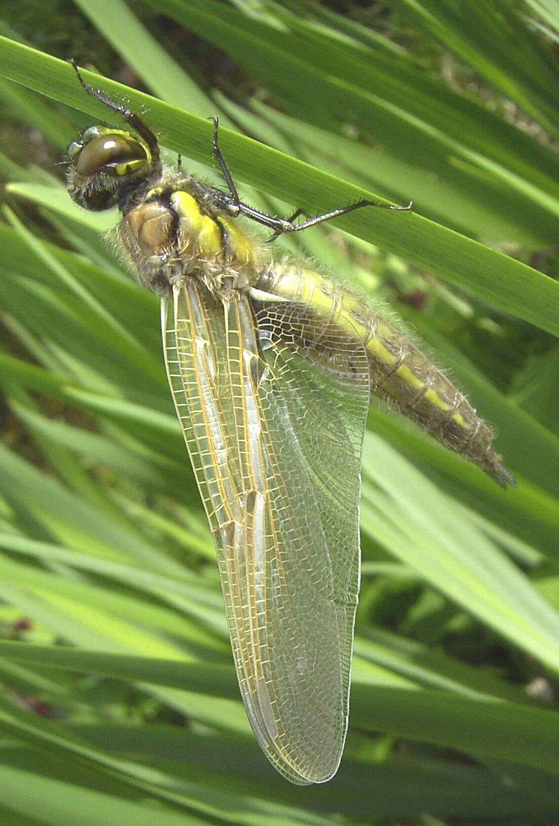 Image of Four-spotted Chaser