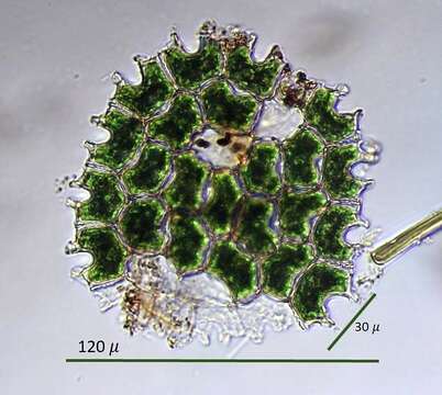 Plancia ëd Pediastrum angulosum