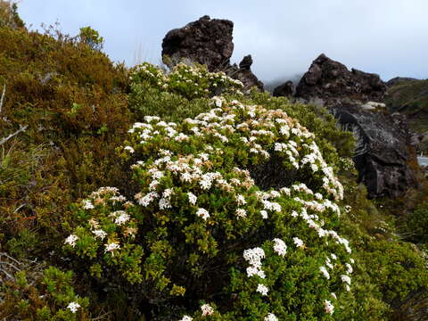 Image of Pimelea buxifolia Hook. fil.