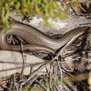 Image of Red-throated Cool-skink