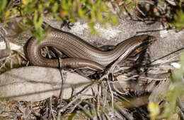 Image of Red-throated Cool-skink