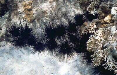 Image of sea urchins