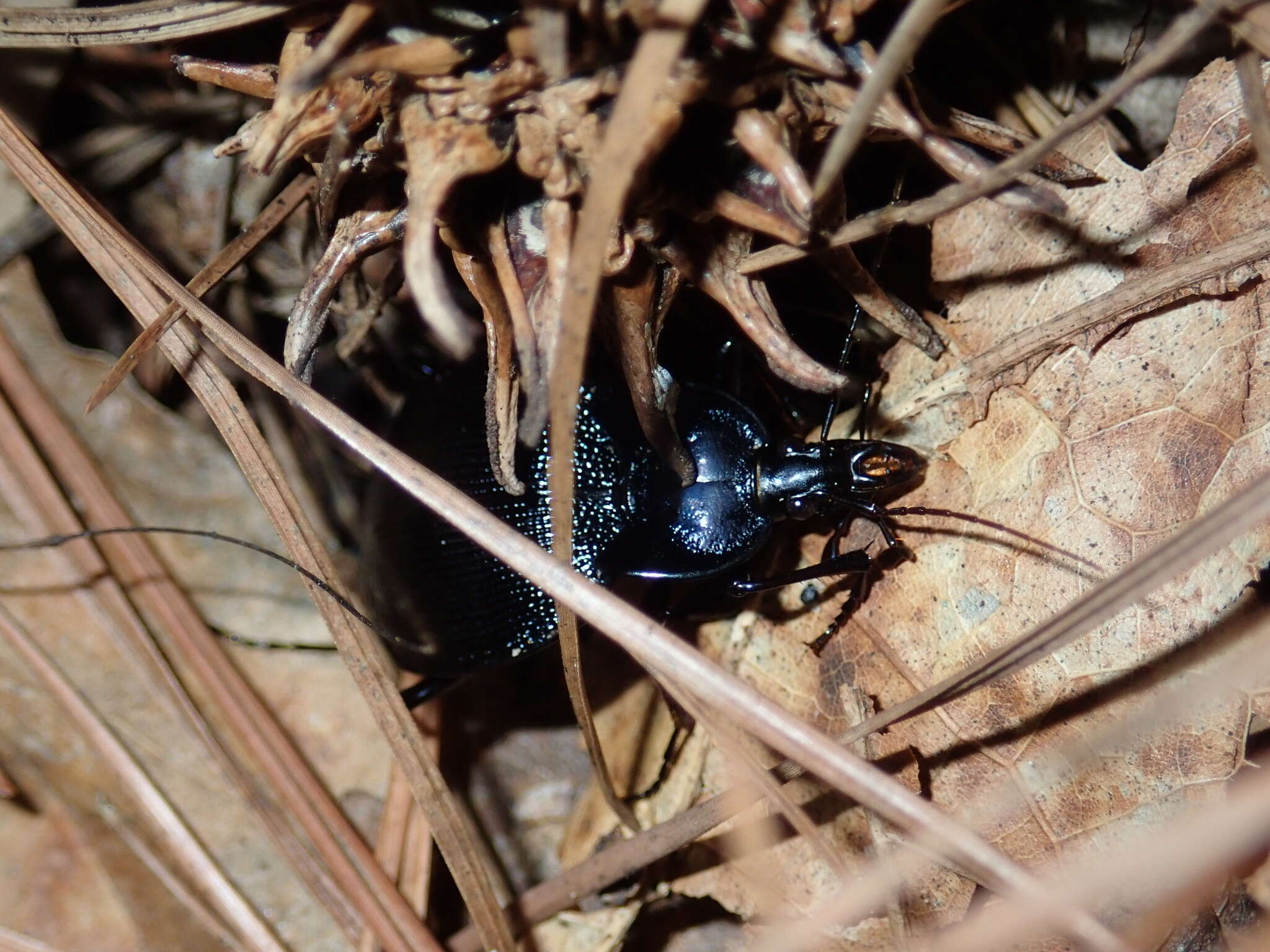 صورة Scaphinotus (Scaphinotus) unicolor (Fabricius 1787)