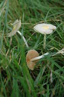 Image of Yellow Fieldcap