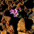 Image de Oxalis depressa Eckl. & Zeyh.