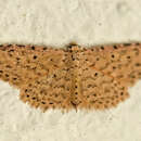 Image of Stippled Sigela Moth