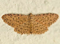 Image of Stippled Sigela Moth