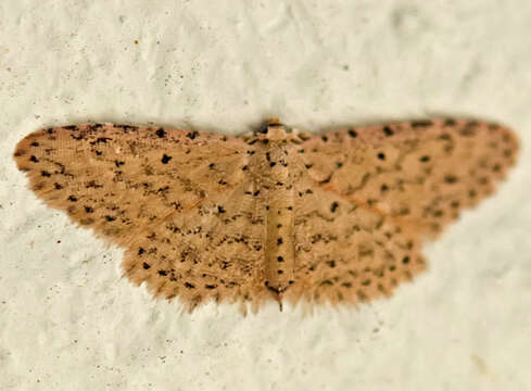 Image of Stippled Sigela Moth