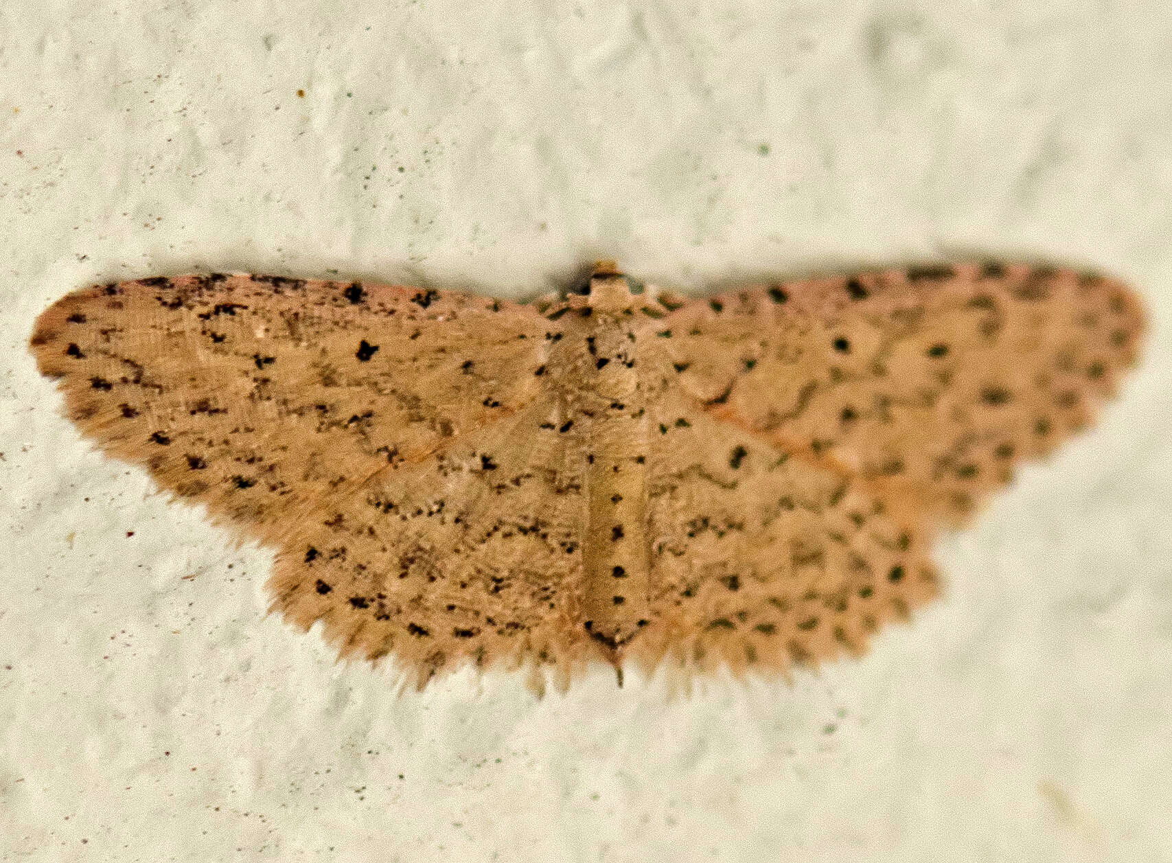 Image of Stippled Sigela Moth