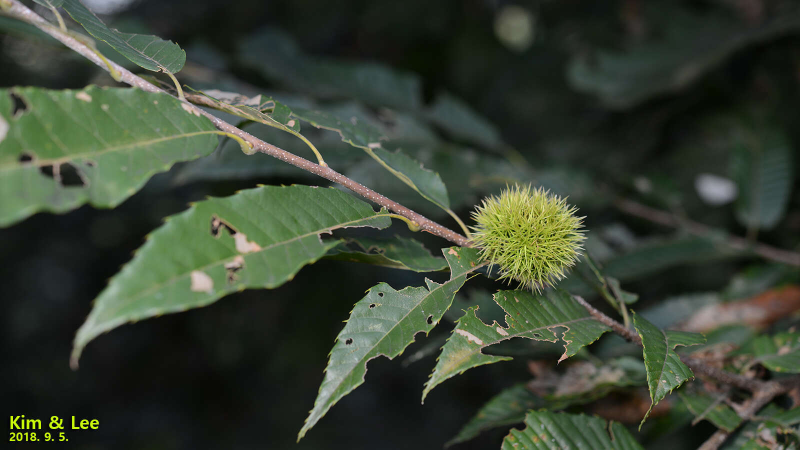 Image of Japanese chestnut