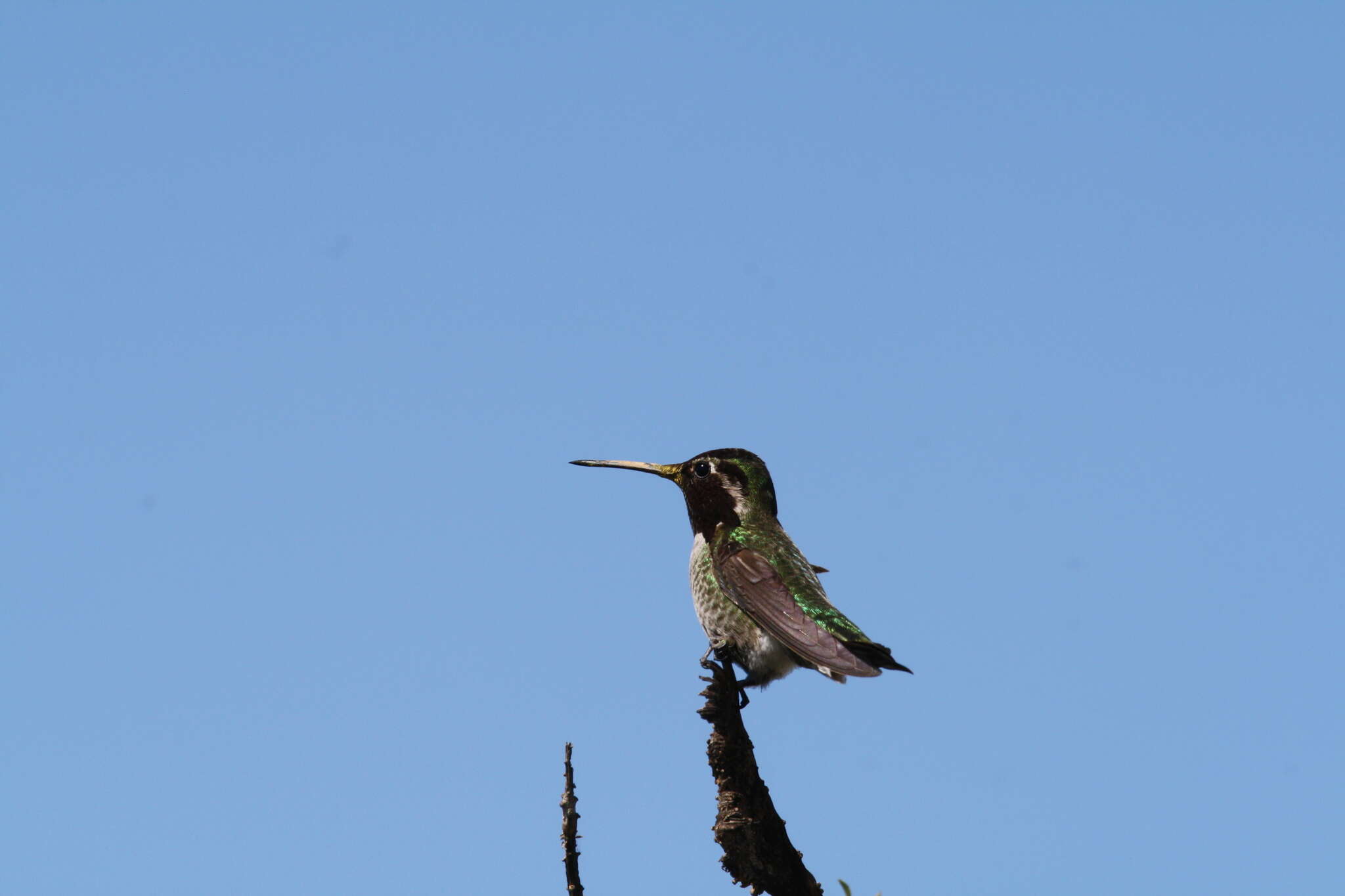 Image of Calypte Gould 1856