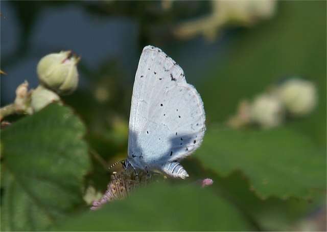 Image of holly blue