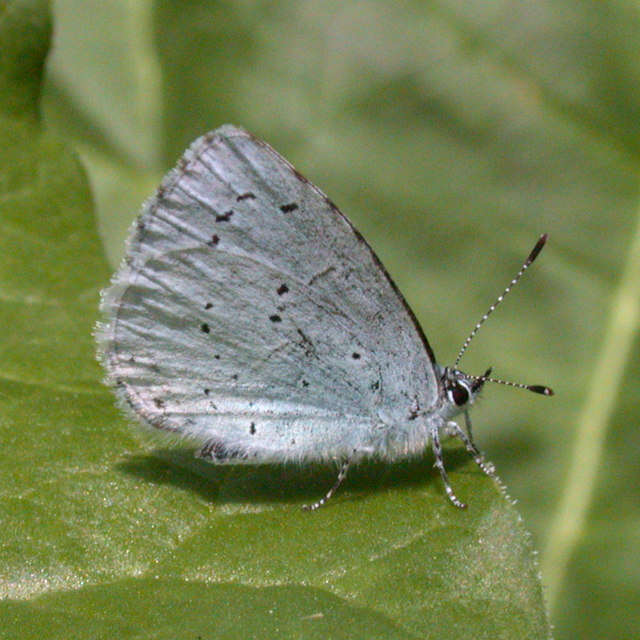 Image of holly blue