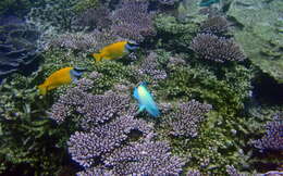 Image of Foxface rabbitfish