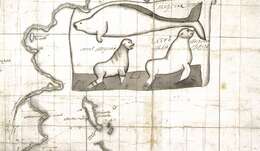 Image of Steller's Sea Cows