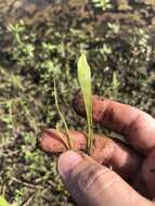 Image of Carolina Grasswort