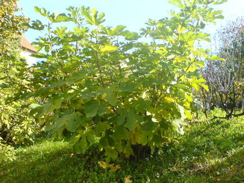 Plancia ëd Ficus carica L.