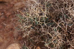 Image of Launaea lanifera Pau