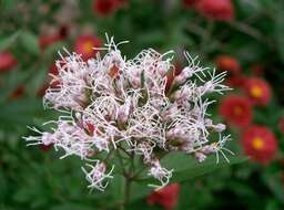 Image of Hemp-agrimony