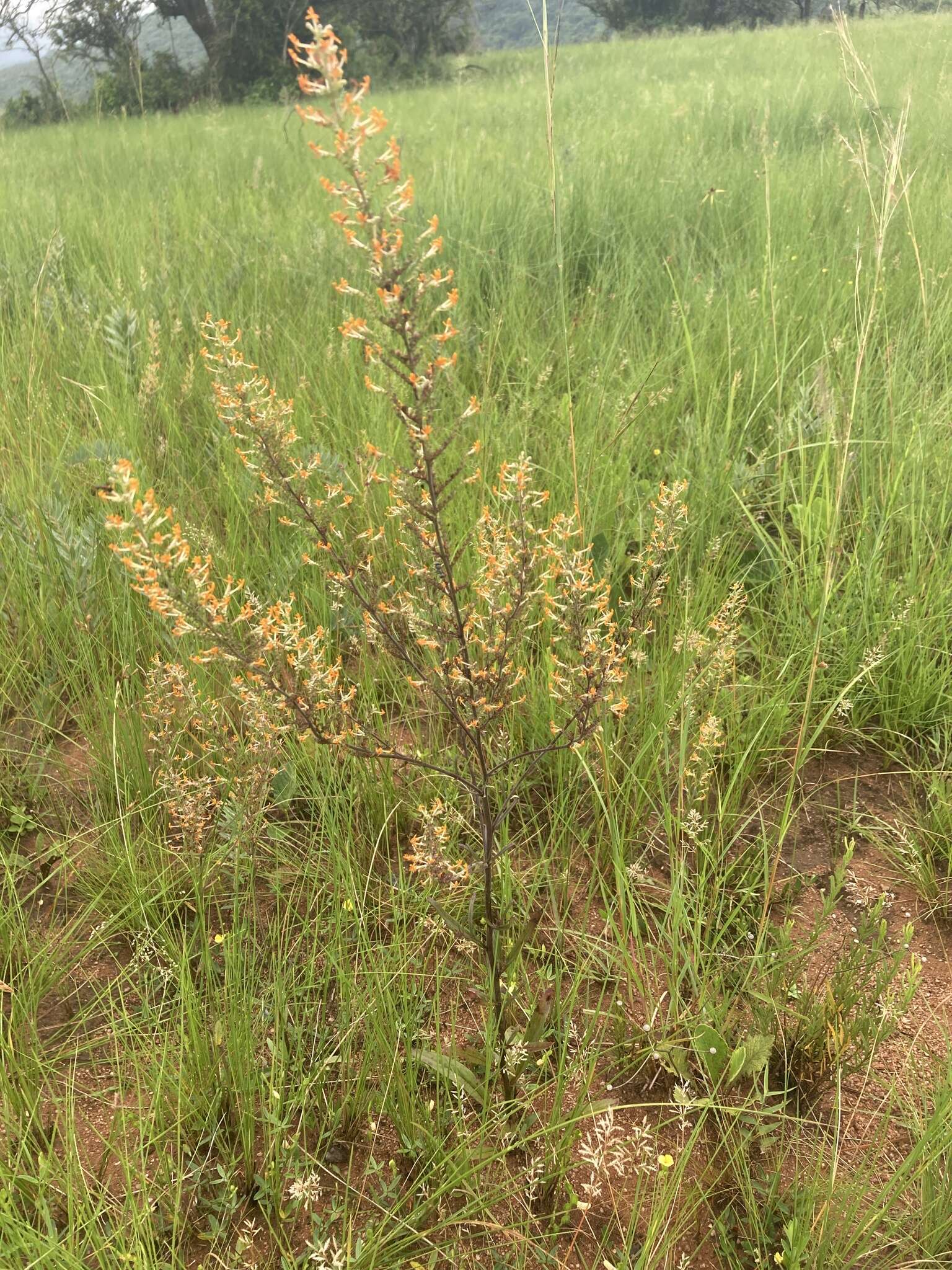 Image of Manulea parviflora Benth.