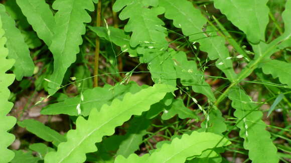 Image of Grove Blue Grass