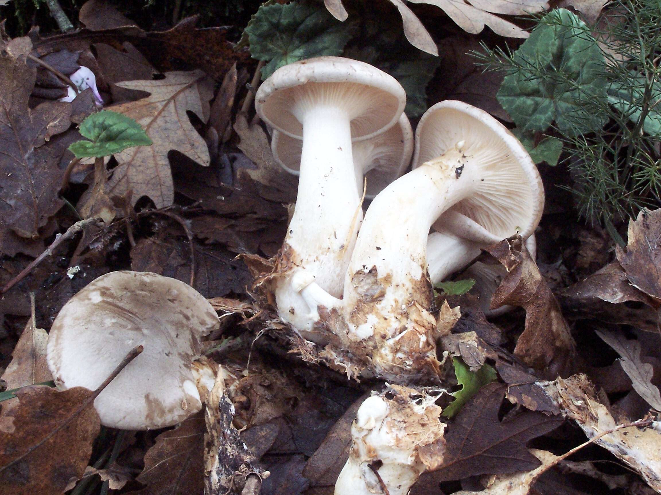 Image of Clitocybe