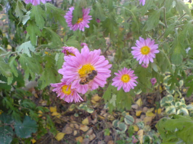 Image of florist's daisy