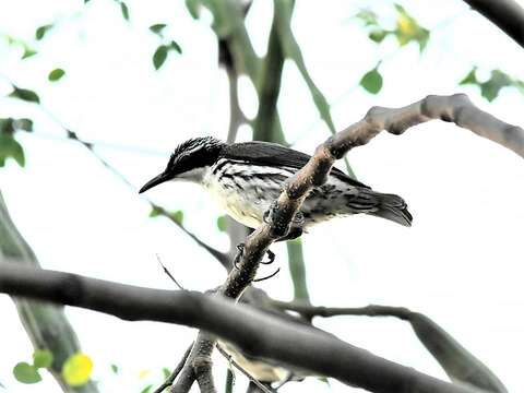 Image of Stripe-headed Creeper