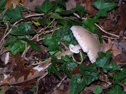 Macrolepiota mastoidea (Fr.) Singer 1951 resmi