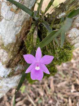 Imagem de Dimerandra emarginata (G. Mey.) Hoehne