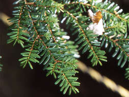 Image of Northern Japanese Hemlock