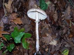 Macrolepiota mastoidea (Fr.) Singer 1951 resmi