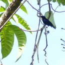 Image of Black Sunbird
