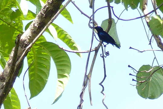 Image of Black Sunbird