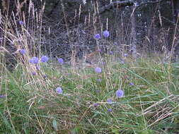 Image of Devil’s Bit Scabious