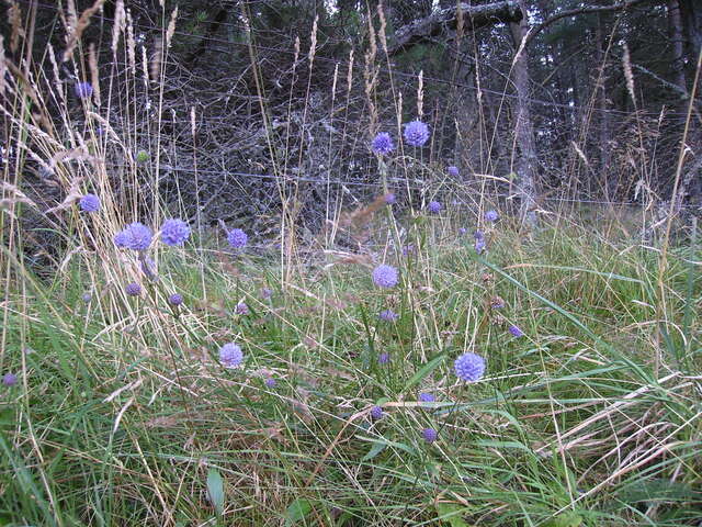 Image of Devil’s Bit Scabious