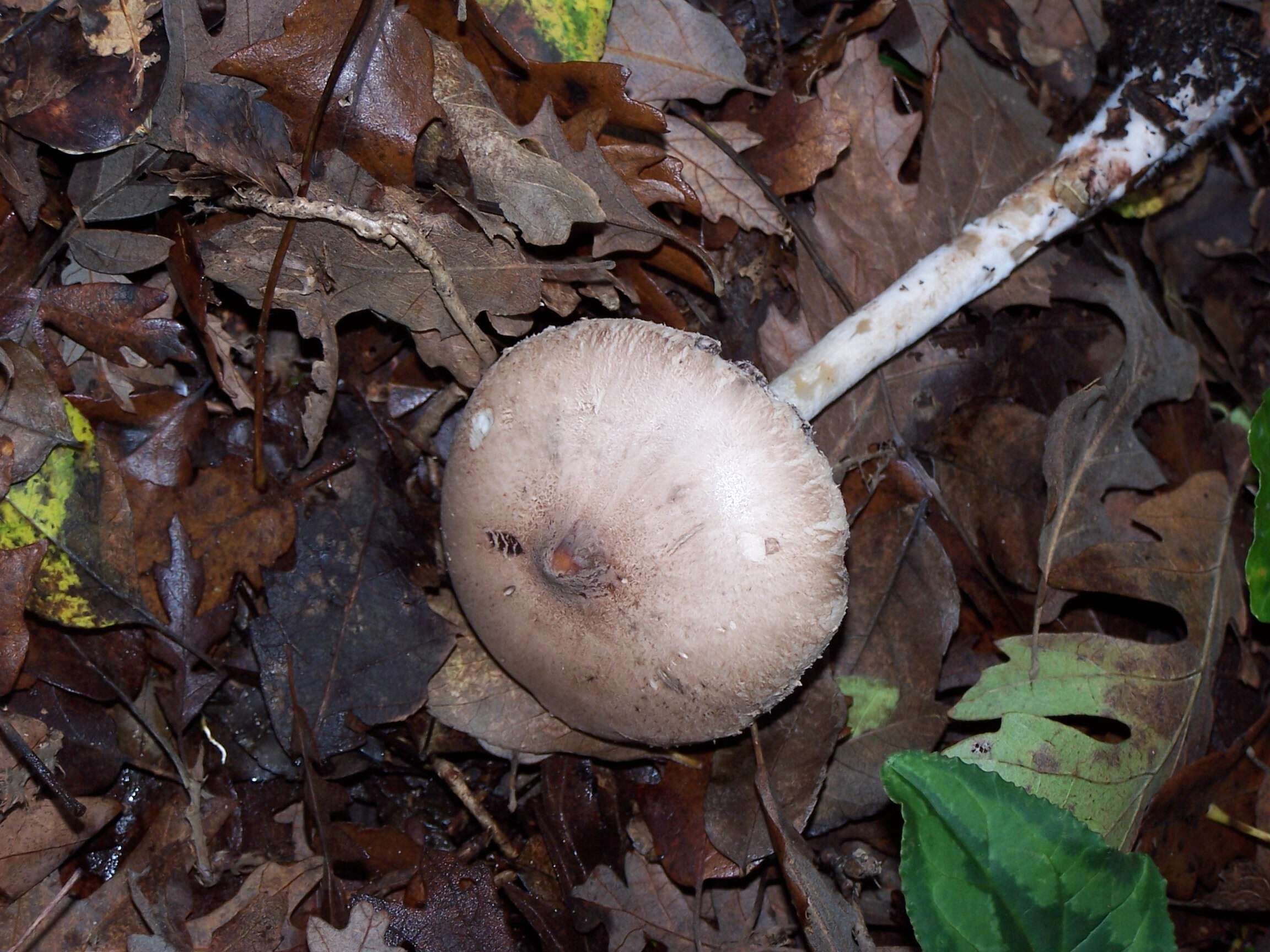 Macrolepiota mastoidea (Fr.) Singer 1951 resmi