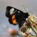 Слика од Psychomorpha epimenis Drury 1780