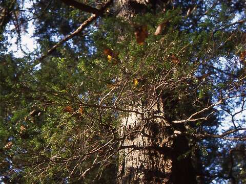 Image of Northern Japanese Hemlock