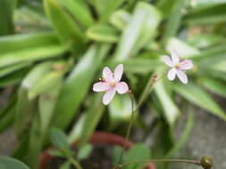 Image of Fame Flower