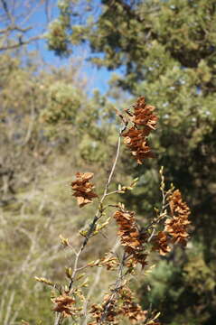 Image of Eastern Hornbeam