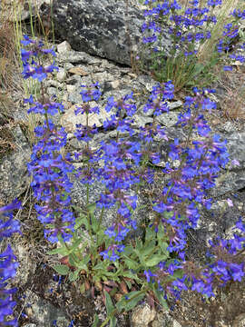 صورة Penstemon pruinosus Dougl.