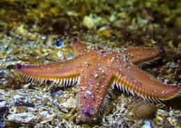 Image of Sand star