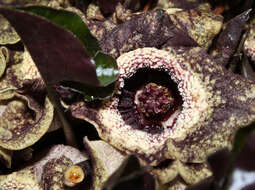 Image of Wild ginger