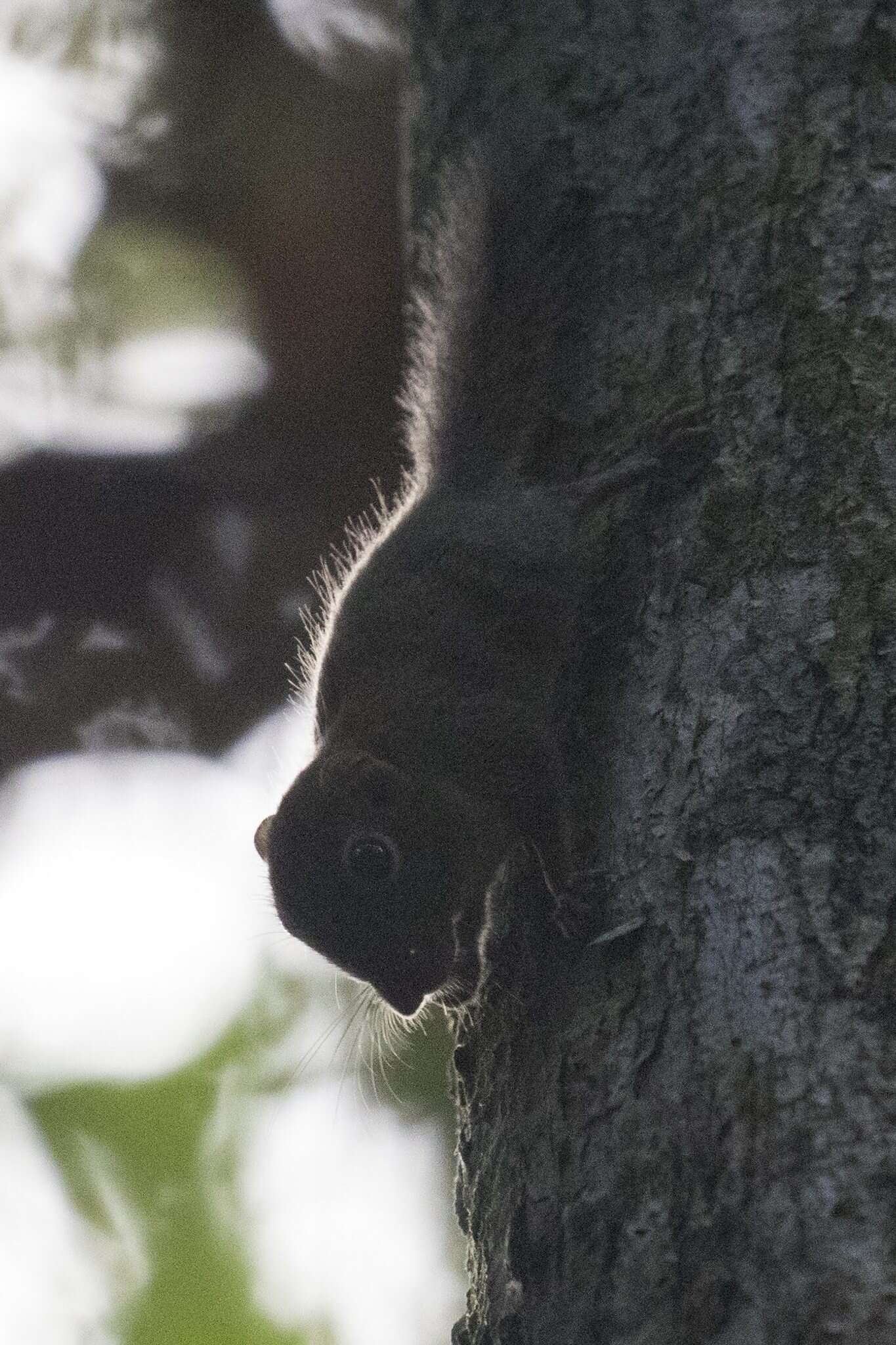 Image of Asian pygmy squirrel