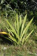 Image of perfumed spiderlily