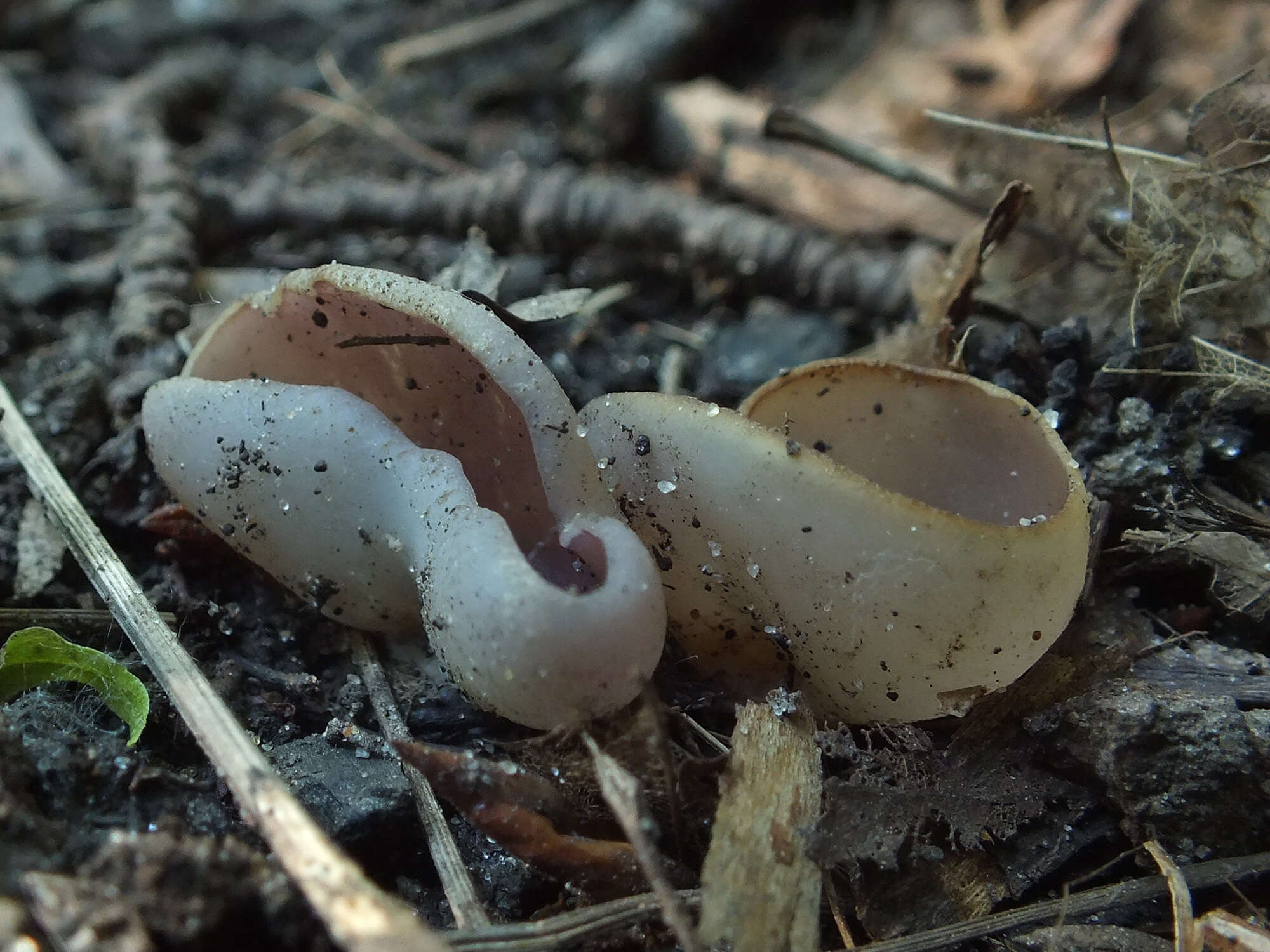 Image of Malvipezia emileia (Cooke) Van Vooren