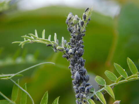 Imagem de Aphis (Aphis) craccae Linnaeus 1758