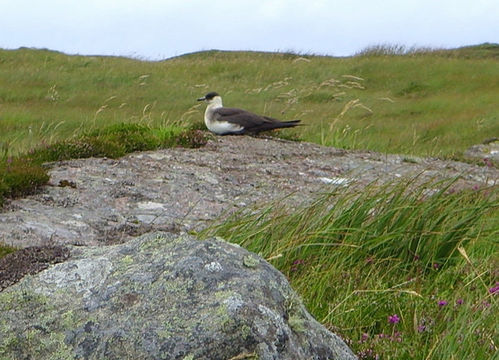 Image of Great skua