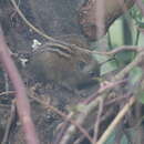 Image of Nilgiri striped squirrel